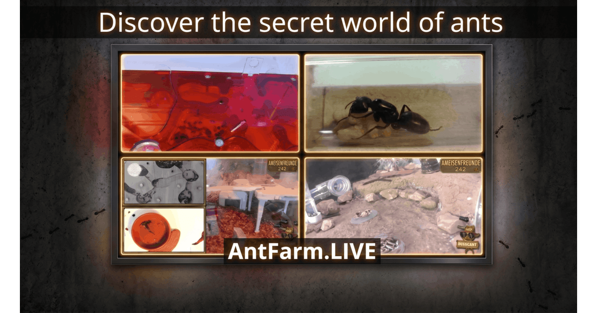 AntFarm.LIVE - Watch ant colonies 24/7